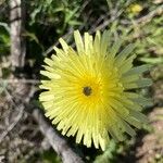 Urospermum dalechampiiFlower