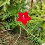 Ipomoea quamoclit Flower