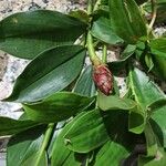 Costus spicatusLeaf