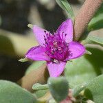 Sesuvium verrucosum Λουλούδι