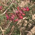 Prosopis farcta Fruchs