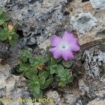 Primula allionii Habit