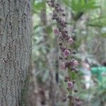 Cleidion lasiophyllum Fruit