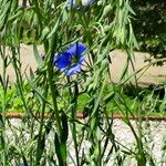 Linum usitatissimum Habitus