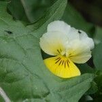 Viola lutea Drugo