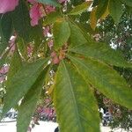 Ceiba speciosa Leaf