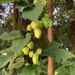 Humulus lupulus Floro