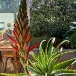 Aloe maculata Lorea