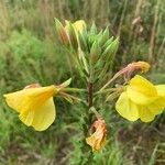 Oenothera × fallax Blomma