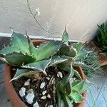 Agave havardiana 叶