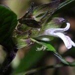 Herpetacanthus panamensis