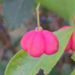 Euonymus europaeusЦвят