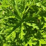 Pelargonium graveolens Folha