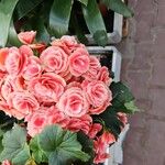 Begonia tuberhybrida Flower