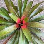 Neoregelia carolinaeFoglia