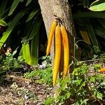 Parmentiera cereifera Fruit