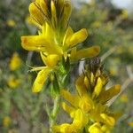 Genista tournefortii Kvet