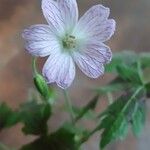 Geranium versicolor Kwiat