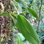 Pleurothallis ruscifolia Ліст