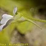 Pinguicula crystallina Žiedas