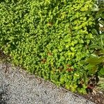 Acalypha herzogiana Habitus
