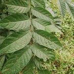 Spathodea campanulata Blatt