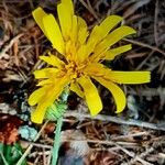 Hieracium murorum Flower