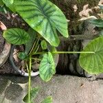Alocasia clypeolata Hoja