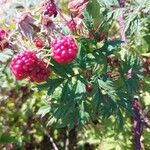 Rubus ulmifoliusFruitua