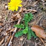 Aposeris foetida Folha