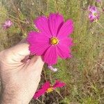 Cosmos bipinnatusFlor