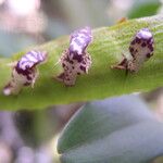 Bulbophyllum calyptratum Kwiat