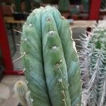 Trichocereus macrogonus Leaf