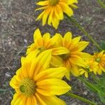 Rudbeckia hirta Цвят