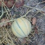 Cucumis melo Φρούτο