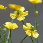 Ranunculus flammula 花