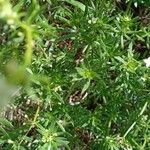 Galium mollugo 葉