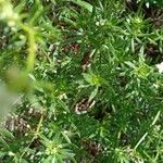 Galium mollugo Blatt