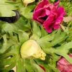 Anemone coronaria List