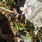 Claytonia caroliniana 花