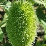 Cucumis dipsaceus Fruit