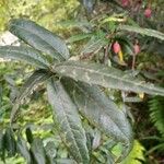Crinodendron hookerianum Blatt