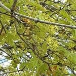 Acer macrophyllum Квітка