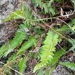 Blechnum cordatum ശീലം