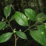 Gymnanthes riparia Hoja