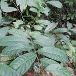 Dichostemma glaucescens Leaf