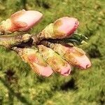 Prunus amygdalus Flor