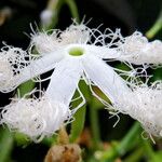 Trichosanthes cucumerina 花