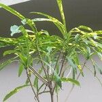 Codiaeum variegatum পাতা
