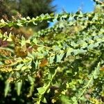 Acacia pravissima 葉